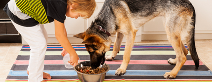 ¿Tu mascota come lo que necesita… o un poco más?